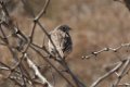 Vesper Sparrow 2016-02-13